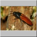 Ampedus pomorum - Schnellkaefer 01c 7mm.jpg